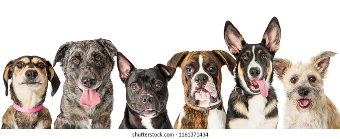 Dog Row Images, Stock Photos & Vectors | Shutterstock