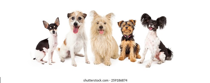 A Row Of Six Small Breed Dogs Sitting Together