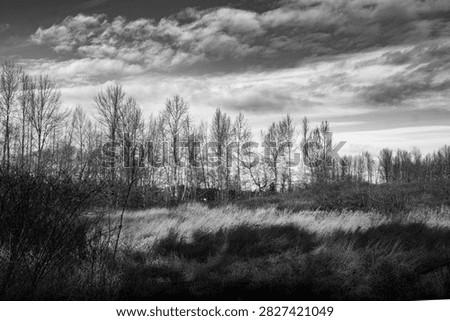 A row of slender bare trees lines the horizon beyond windswept golden grass, beneath a sky filled with layered clouds.