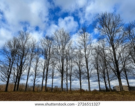 A row of slender, leafless winter trees stands silhouetted against a brilliant blue sky and dramatic white clouds. The foreground features a rise of dormant brown grass in a quiet, open landscape.
