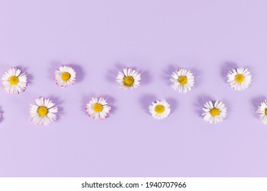 Row of small daisy flowers with white petals on pastel violet background - Shutterstock ID 1940707966