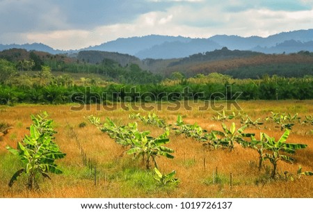 Similar – Image, Stock Photo jungles Virgin forest