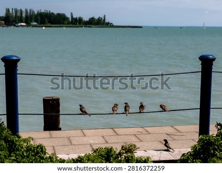 A row of small sparrows sitting on thin wire ropes stretched between blue metal posts on a lakeside promenade