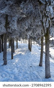 row of snow-covered trees lining a snow-covered path in winter.