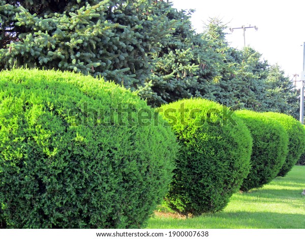 16,498 Trim Shrubs Images, Stock Photos & Vectors | Shutterstock