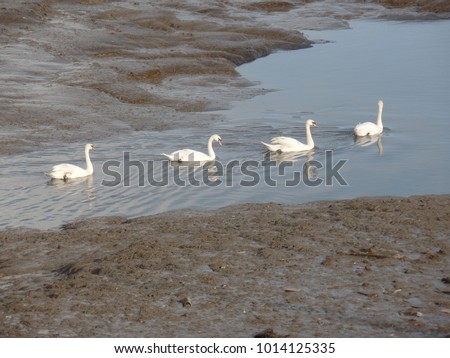 Row of swans moving along the river