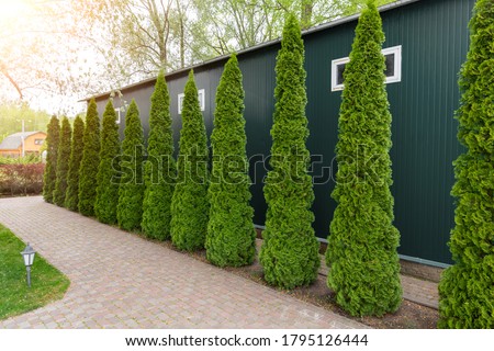 Row of tall evergreen thuja occidentalis trees green hedge fence along path at countryside cottage backyard. Landscaping design, topiary and maintenace