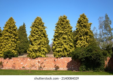 Row of tall fir trees