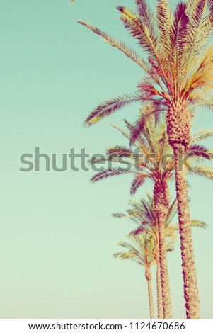 Row of Tall Palm Trees on Toned Light Turquoise Sky Background. 60s Vintage Style Copy Space for Text. Tropical Foliage. Seaside Ocean Beach Vacation. Hip Funky Vintage Toning