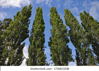 Peuplier Arbre Images Stock Photos Vectors Shutterstock