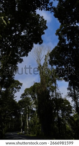  Row of Tall Trees Along Empty Asphalt Road with White Line A single white line runs through the quiet roadway, creating a peaceful and natural atmosphere in a rural or suburban setting