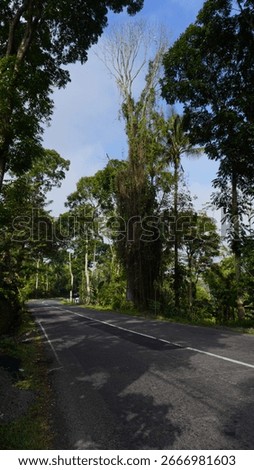  Row of Tall Trees Along Empty Asphalt Road with White Line A single white line runs through the quiet roadway, creating a peaceful and natural atmosphere in a rural or suburban setting