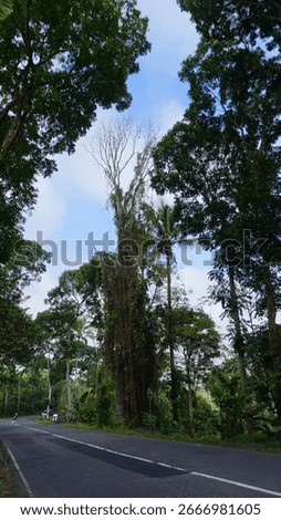  Row of Tall Trees Along Empty Asphalt Road with White Line A single white line runs through the quiet roadway, creating a peaceful and natural atmosphere in a rural or suburban setting