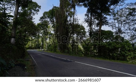  Row of Tall Trees Along Empty Asphalt Road with White Line A single white line runs through the quiet roadway, creating a peaceful and natural atmosphere in a rural or suburban setting