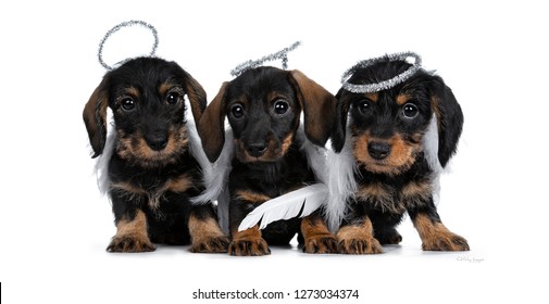 Row of three black with brown adorable wirehair mini Dachshund dog puppies, wearing angel costumes from white wings and silver halo. Looking naughty at camera with shiny dark eyes. Isolated on white.