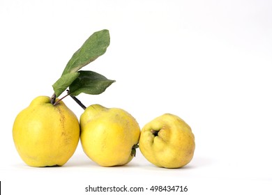 Row of three fresh and juicy quinces, Cydonia oblonga, an old and traditional kind of pome fruit, similar to pears. Throughout history the cooked fruit has been used as food. The fruit smells strong - Shutterstock ID 498434716