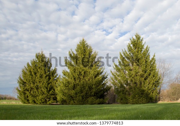A row of three mature pine trees, ascending in size
from left to right, divides two plots of land in an otherwise open
field. Green grass fills the foreground and pillowy clouds cover a
blue sky.