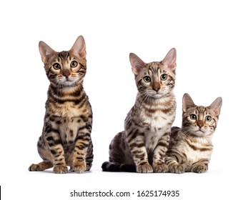Row of three (snow) bengal cat kittens, sitting beside each other. All looking at camera. Isolated on white background.