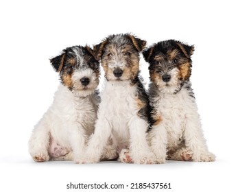 Row of three sweet Fox Terrier dog puppies, sitting facing front. Looking straight towards camera. Isolated on a white background.