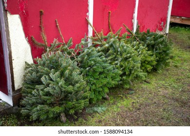 Row of tiny Christmas trees leaning against a red barn, at a rural tree farm