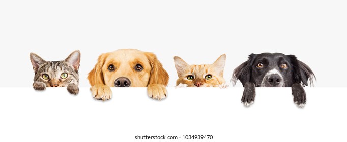 Row of the tops of heads of cats and dogs with paws up, peeking over a blank white sign. Sized for web banner or social media cover