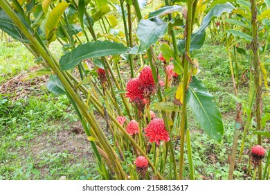 Row Of Torch Ginger Farm At Thailand