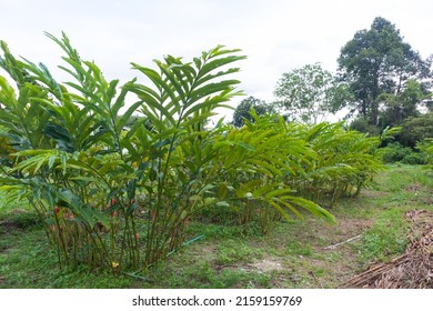 Row Of Torch Ginger Farm At Thailand