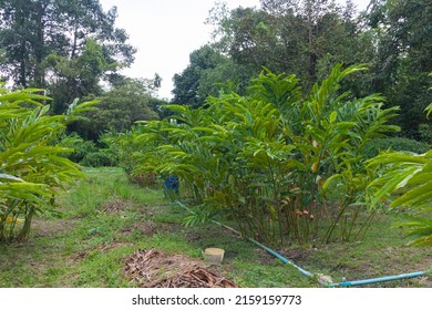 Row Of Torch Ginger Farm At Thailand