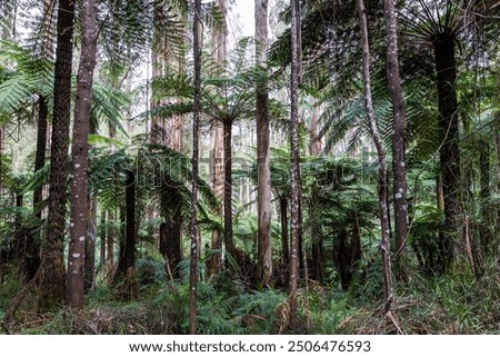 A row of tree ferns and eucalypts in a temperate rainforest just outside of Healesville in the Yarra Ranges National Park near Melbourne, Victoria, Australia.