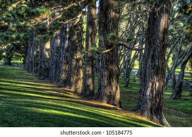 A row trees