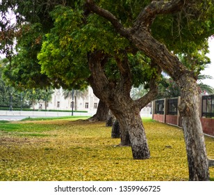 Row of trees