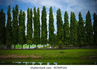 the row of trees