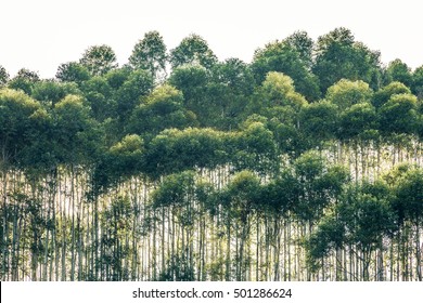 Row Of Trees