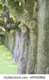 row of trees