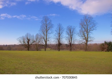 Row of Trees
