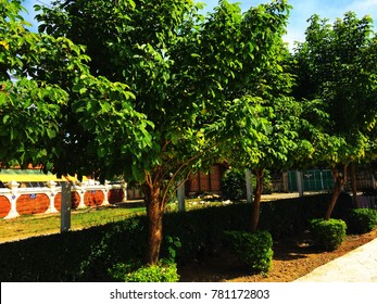 The Row of Trees