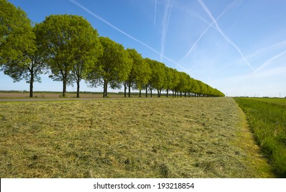 Row Of Trees Along A Field In Spring