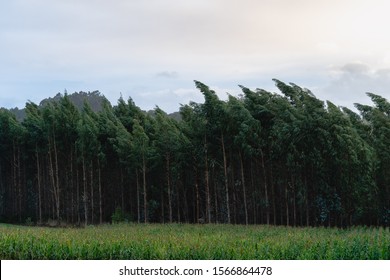 Row Of Trees Bent By Strong Wind