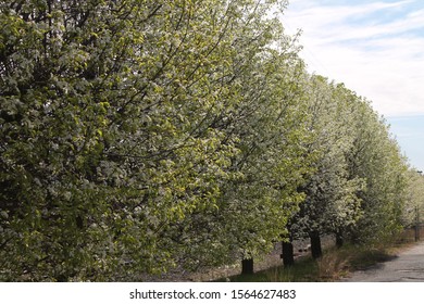 Row of trees in bloom.