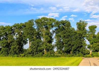 A row of trees bordering a meadow under a blue sky with light cloud cover