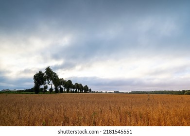 Row Of Trees By The Road And Grain Field At Sunrise, Overcast Sky