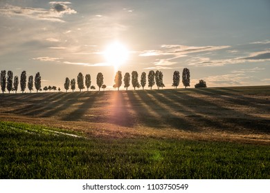 row of trees during sunset
