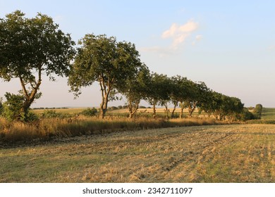 A row of trees in a field