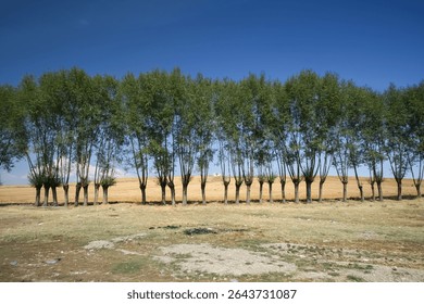 Row of Trees in a Field Under a Clear Blue Sky