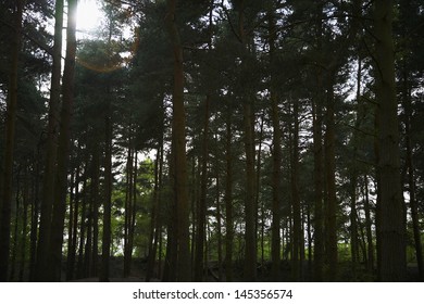 Row of Trees in Forest