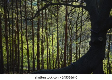 Row of Trees in Forest