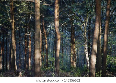 Row of Trees in Forest