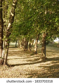 Row of Trees in the Forest