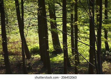 Row of Trees in Forest