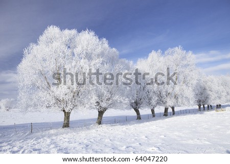 Row of trees in frost and landscape in snow against blue sky. Winter scene.